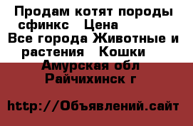 Продам котят породы сфинкс › Цена ­ 4 000 - Все города Животные и растения » Кошки   . Амурская обл.,Райчихинск г.